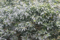 Coffea arabica