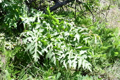 Prionosciadium thapsoides