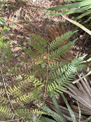 Pteridium aquilinum pseudocaudatum