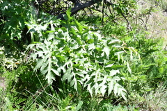 Prionosciadium thapsoides
