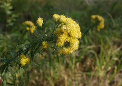 Galatella biflora
