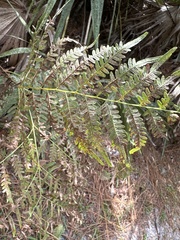 Pteridium aquilinum pseudocaudatum