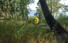Galatella biflora