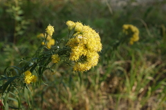 Galatella biflora