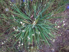 Sisyrinchium