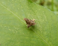 Choreutis