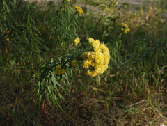 Galatella biflora
