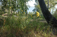 Galatella biflora