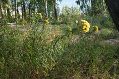 Galatella biflora