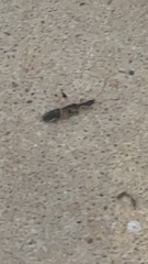 Myodocha serripes