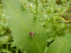 Choreutis