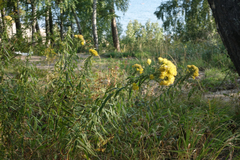 Galatella biflora