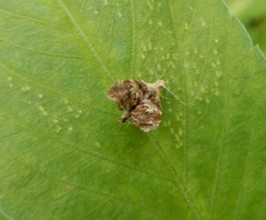 Choreutis