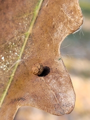 Acraspis quercushirta