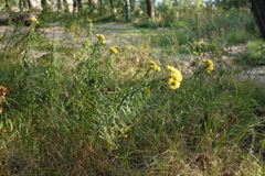 Galatella biflora