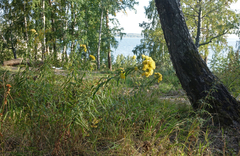 Galatella biflora