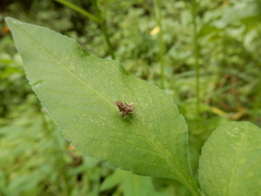 Choreutis