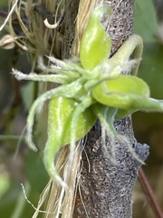 Clematis pitcheri