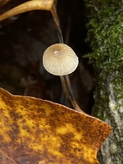 Mycena filopes