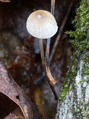 Mycena filopes