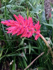 Aechmea distichantha