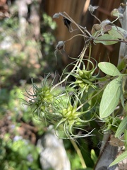 Clematis pitcheri