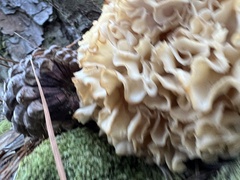 Sparassis spathulata