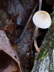 Mycena filopes