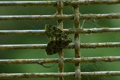 Austrocidaria callichlora