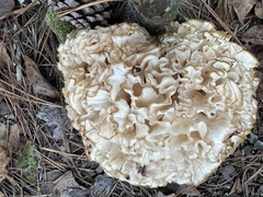 Sparassis spathulata