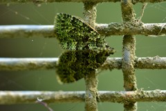 Austrocidaria callichlora