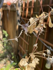 Clematis pitcheri