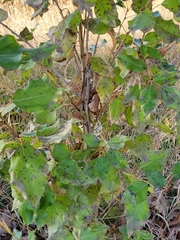 Populus