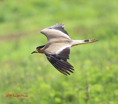 Vanellus malabaricus