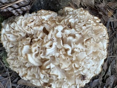 Sparassis spathulata