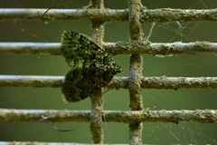 Austrocidaria callichlora