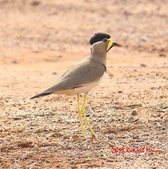 Vanellus malabaricus