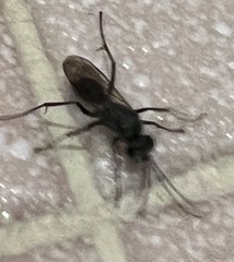 Auplopus mellipes