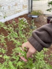 Fleischmannia incarnata