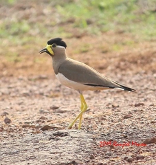 Vanellus malabaricus