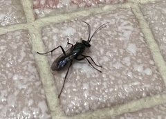Auplopus mellipes
