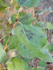 Populus