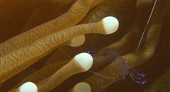 Ancylomenes sarasvati