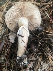 Cortinarius caperatus