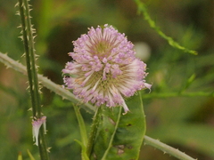 Dipsacus fullonum
