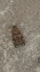 Hymenia perspectalis