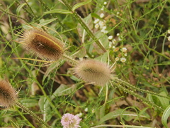 Dipsacus fullonum