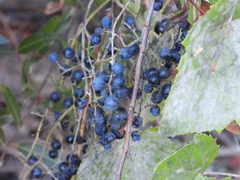 Vitis californica