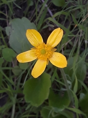 Ranunculus bullatus