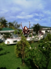 Eriophora